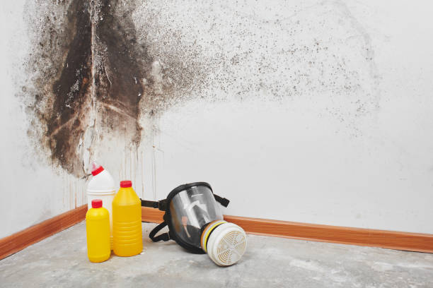 Best Mold Removal Process  in Burton, OH