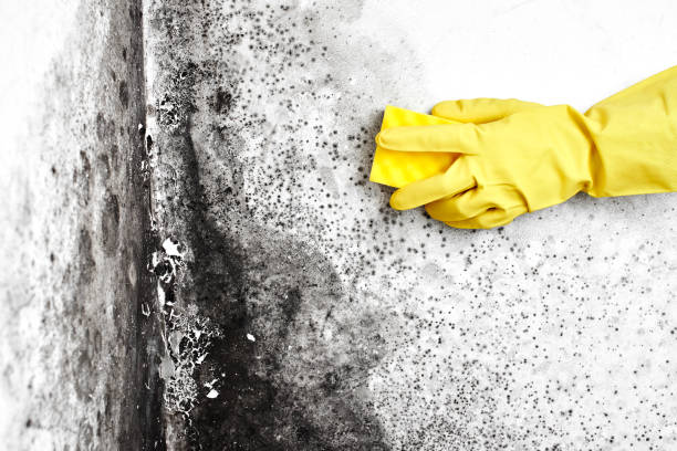 Best Professional Mold Removal  in Burton, OH