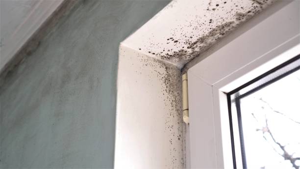 Best Toxic Mold Removal  in Burton, OH