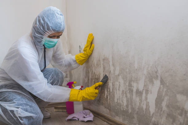 Best Commercial Mold Removal  in Burton, OH