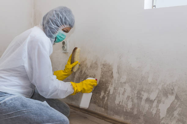 Best Fast Mold Removal  in Burton, OH