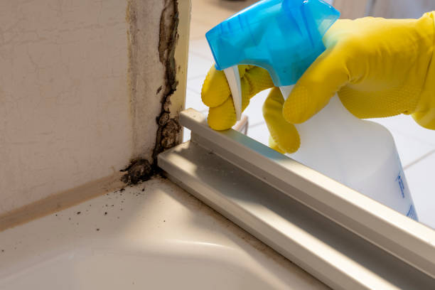 Best Mold Remediation Services  in Burton, OH