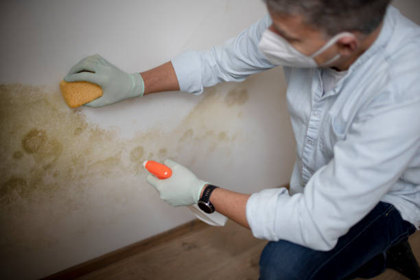 Best Mold Remediation  in Burton, OH