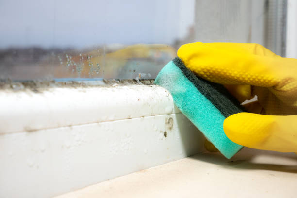 Best Residential Mold Removal  in Burton, OH