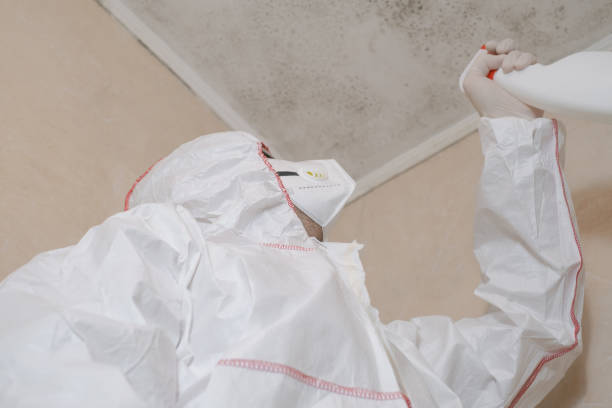 Best Local Mold Removal Service  in Burton, OH