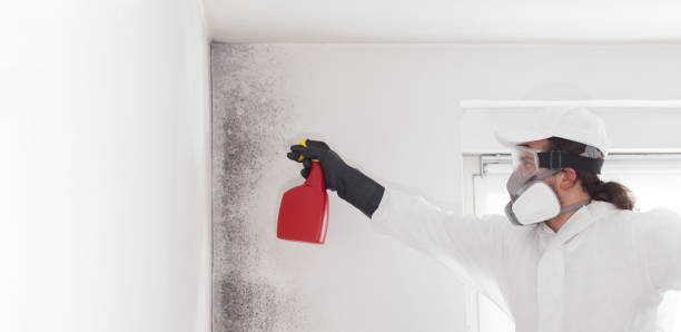 Best Mold Testing  in Burton, OH