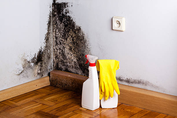 Best Affordable Mold Removal  in Burton, OH