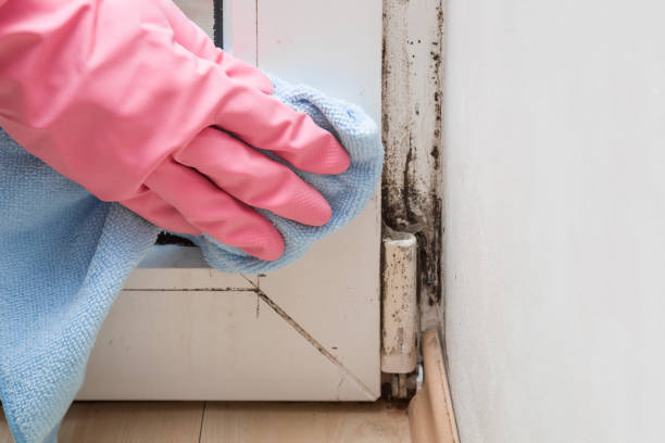 Best Mold Removal and Inspection  in Burton, OH