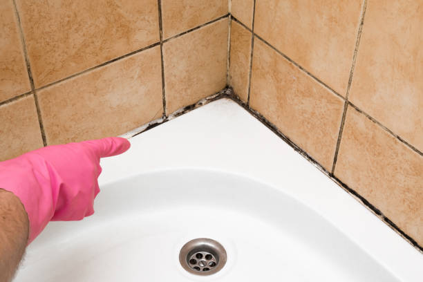 Best Home Mold Removal  in Burton, OH